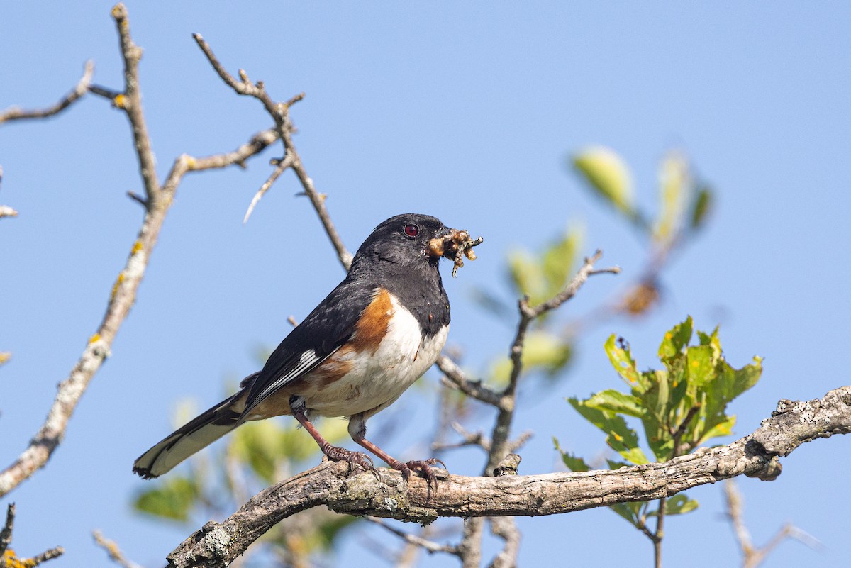 Eastern Towhee - ML638318989