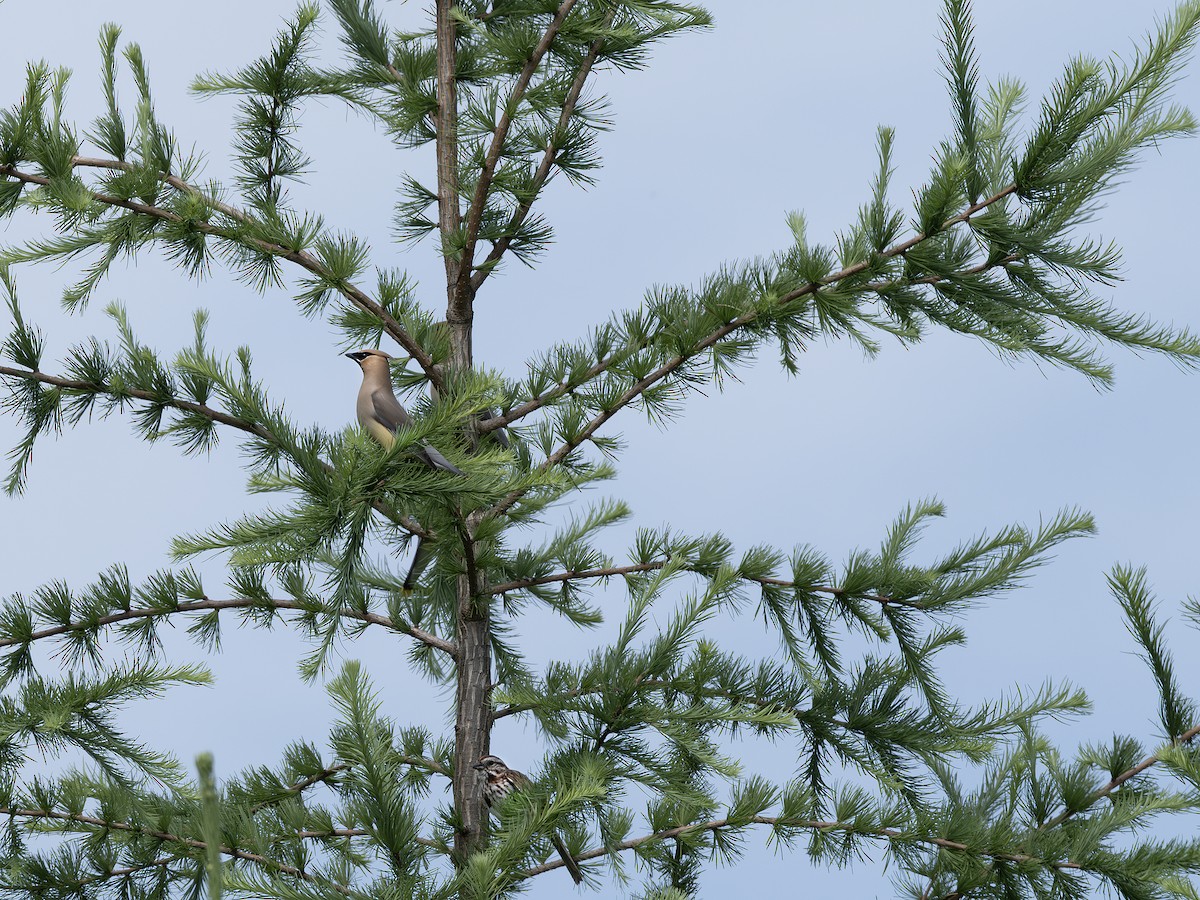 Cedar Waxwing - ML638318990