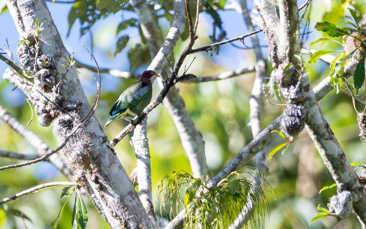 Ornate Fruit-Dove - ML638318991