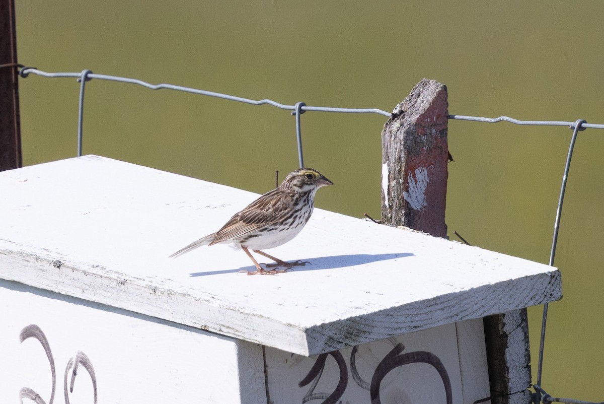Savannah Sparrow (Savannah) - ML638318994