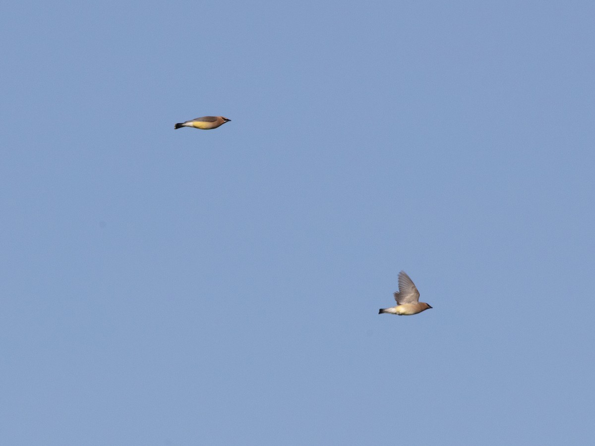 Cedar Waxwing - ML638318995
