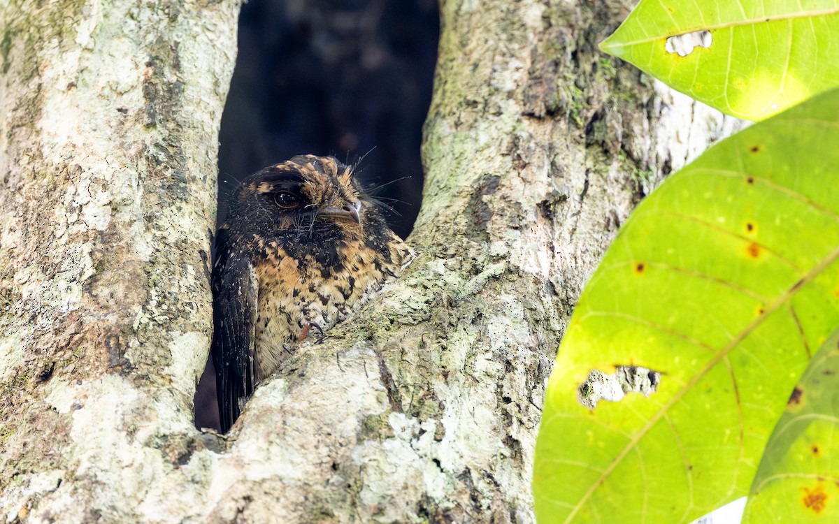 Mountain Owlet-nightjar - ML638318997
