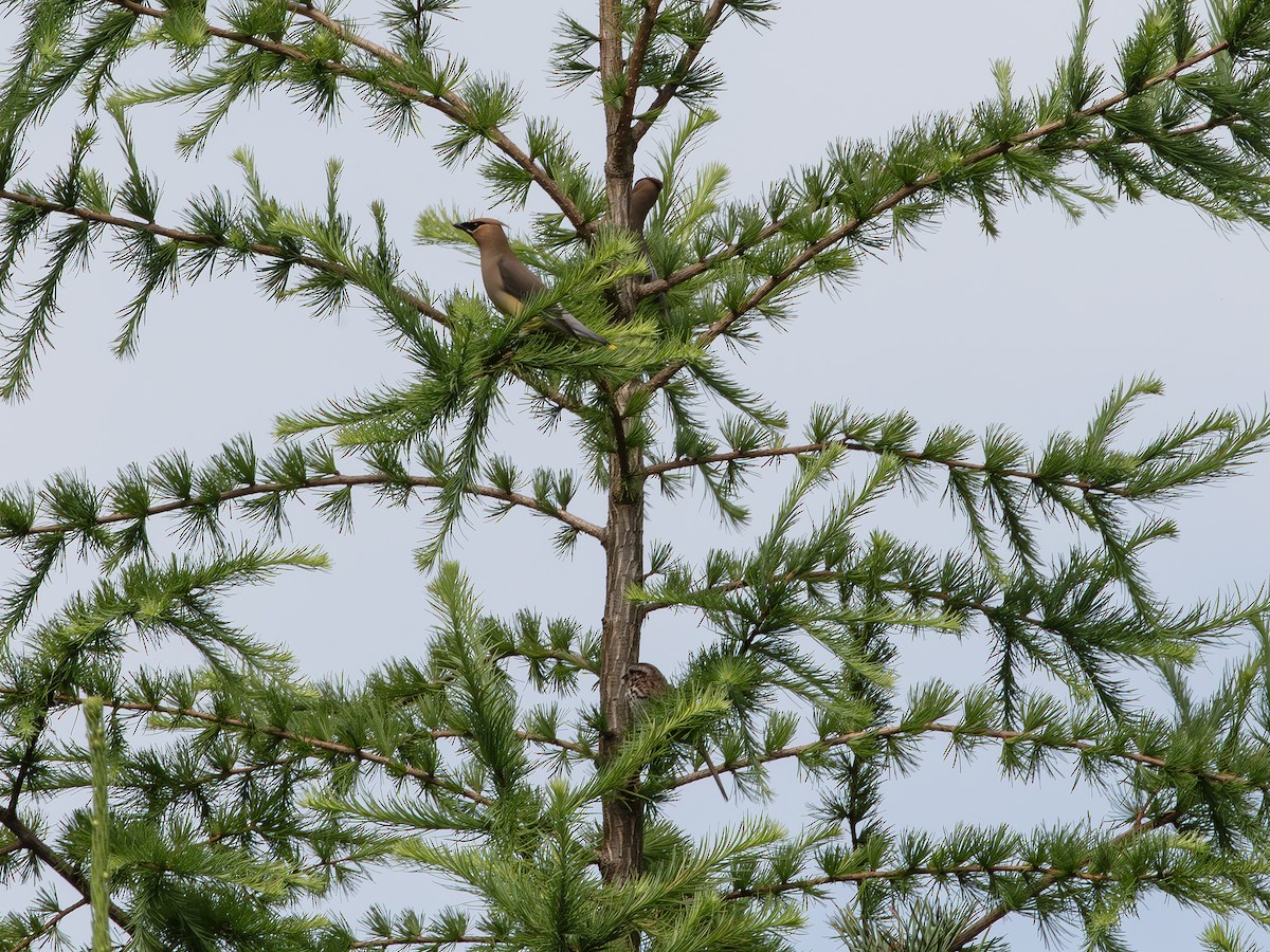 Cedar Waxwing - ML638319000