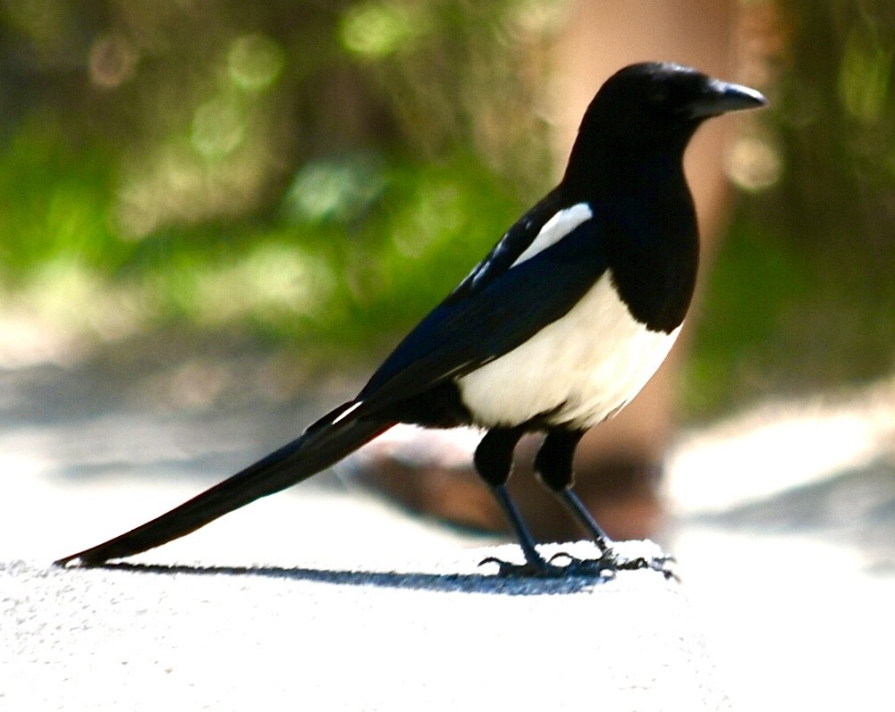 Eurasian Magpie - ML638319021