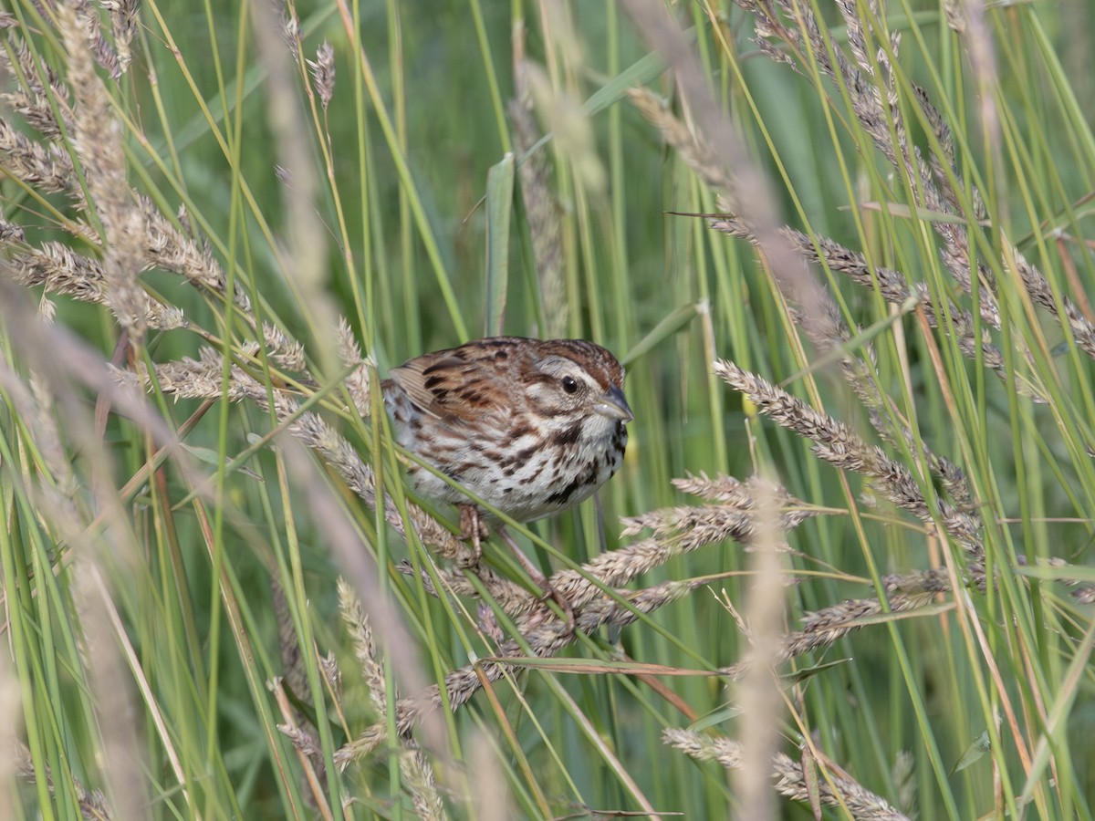 Song Sparrow - ML638319029