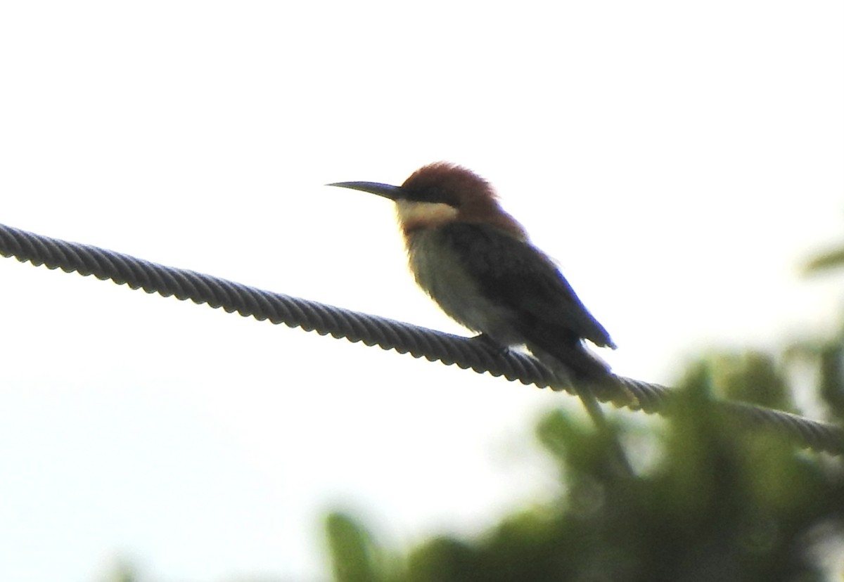 Chestnut-headed Bee-eater - ML638319048