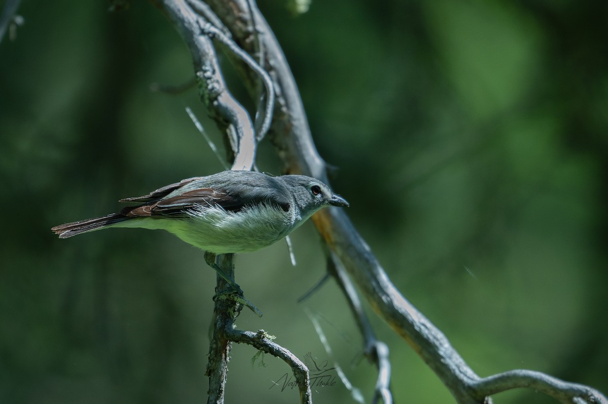 Plumbeous Vireo - ML638319054