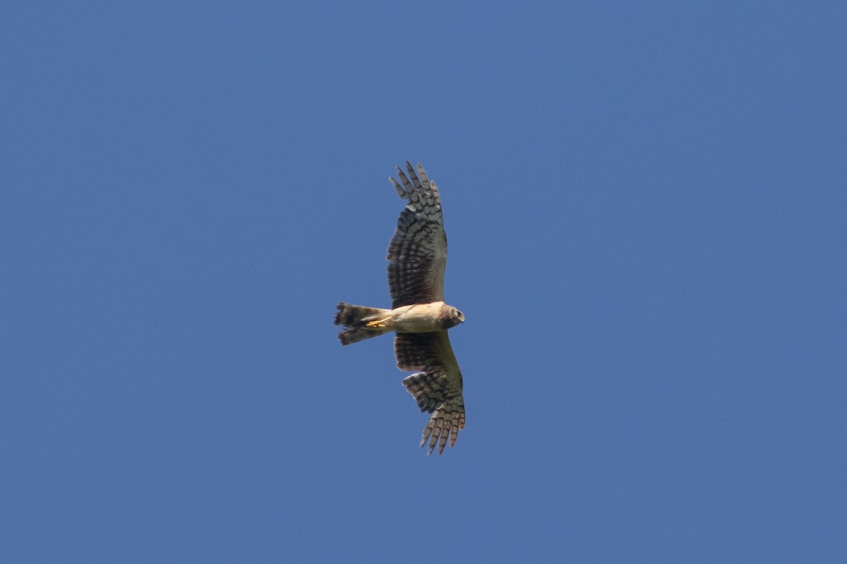 Northern Harrier - ML638319055