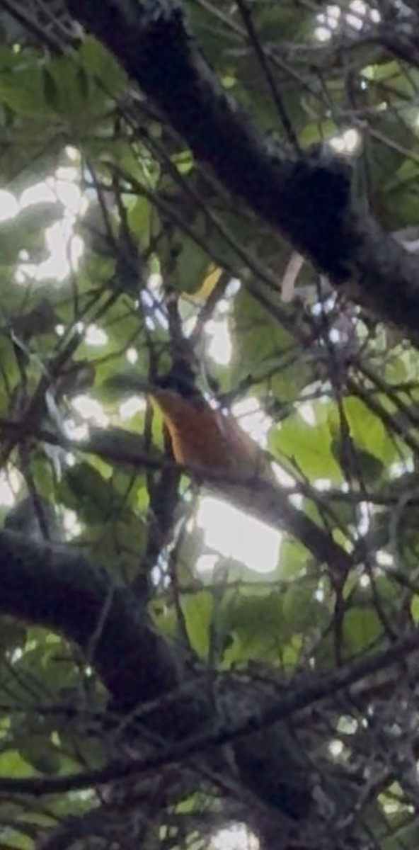 Black-fronted Bushshrike - ML638319060