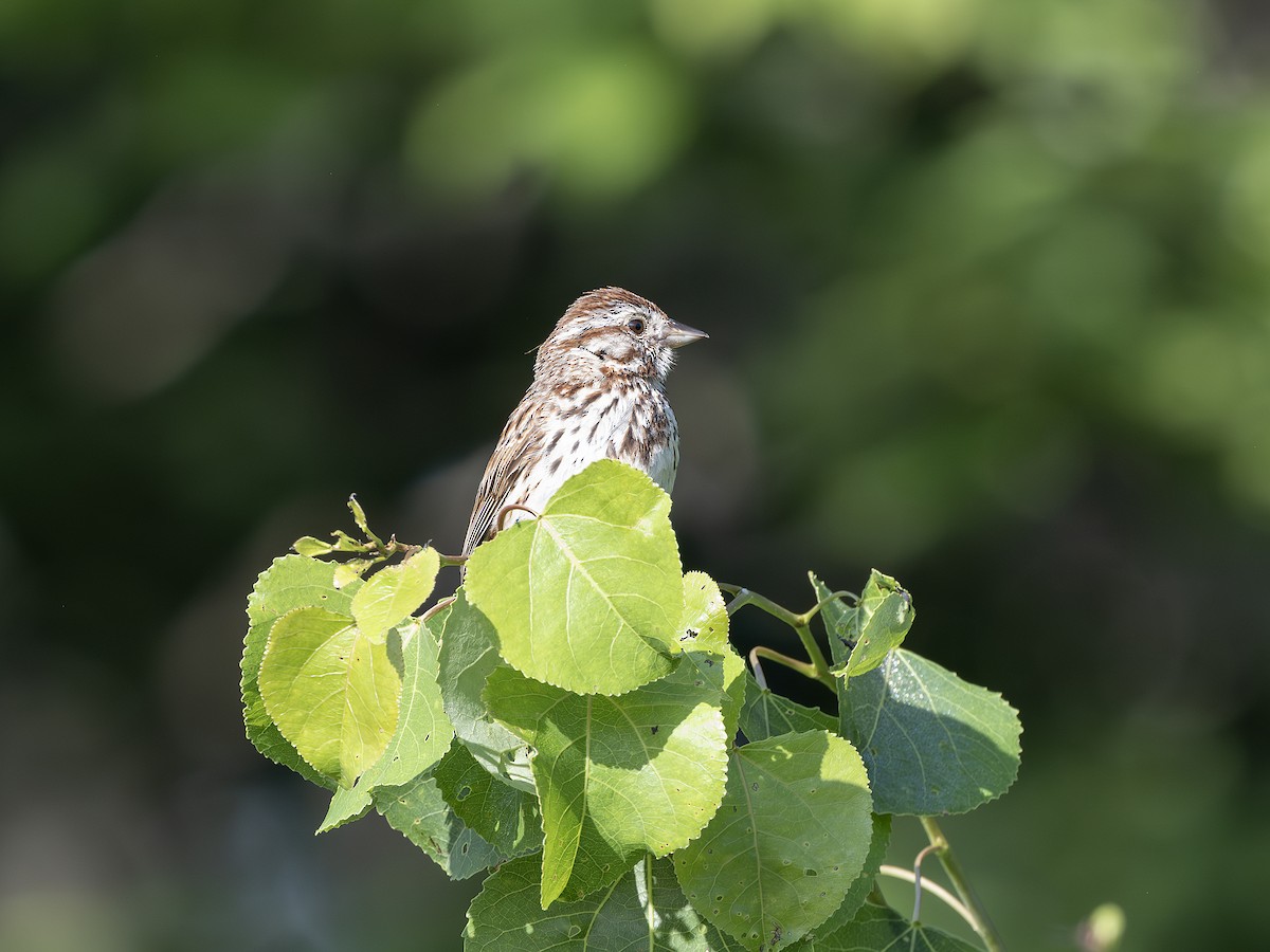 Song Sparrow - ML638319070