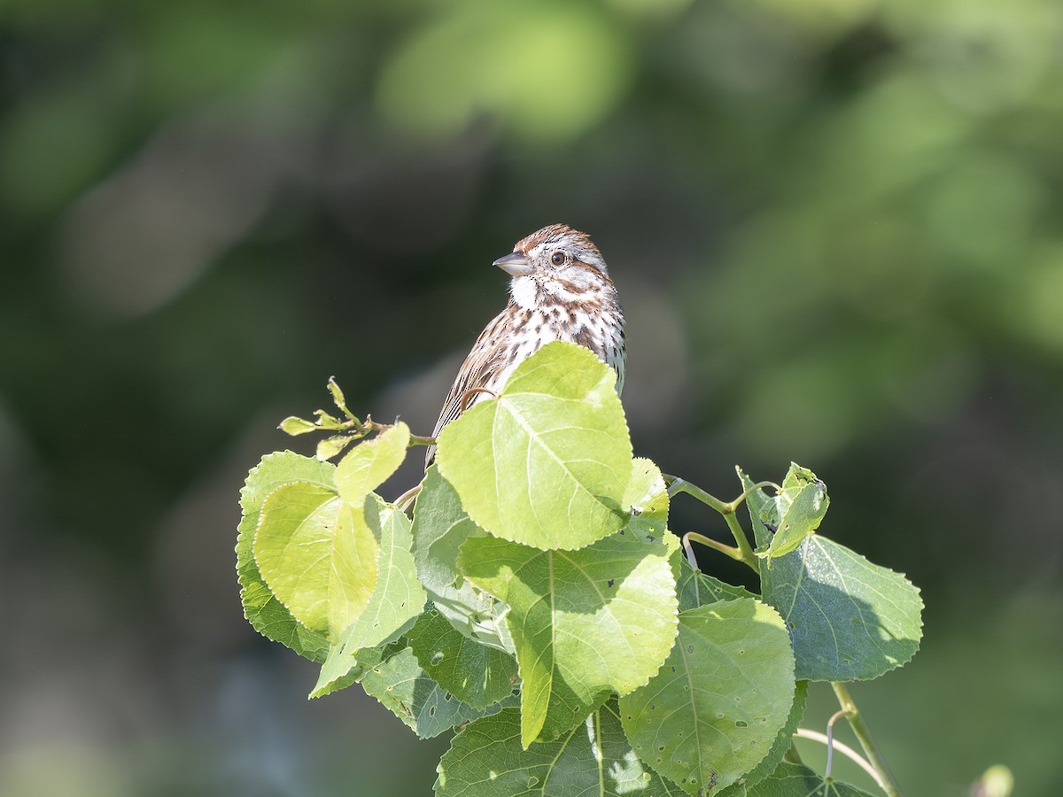 Song Sparrow - ML638319071