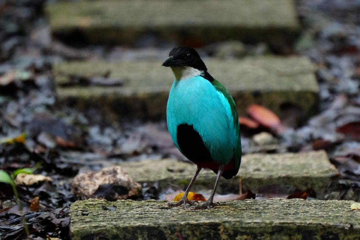 Azure-breasted Pitta - ML638319073