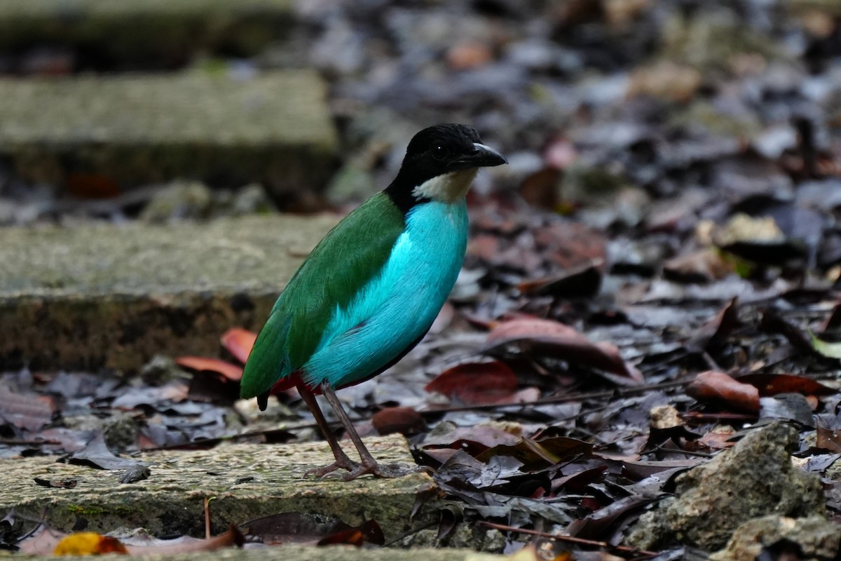 Azure-breasted Pitta - ML638319074