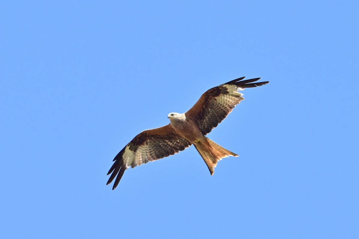 Kızıl Çaylak - ML638319080