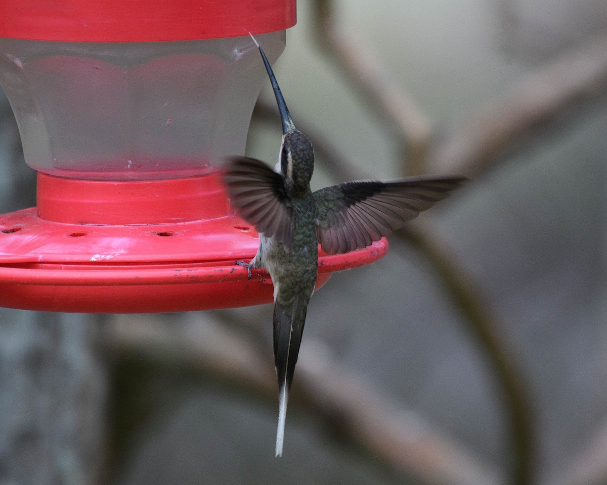 White-bearded Hermit - ML638319086