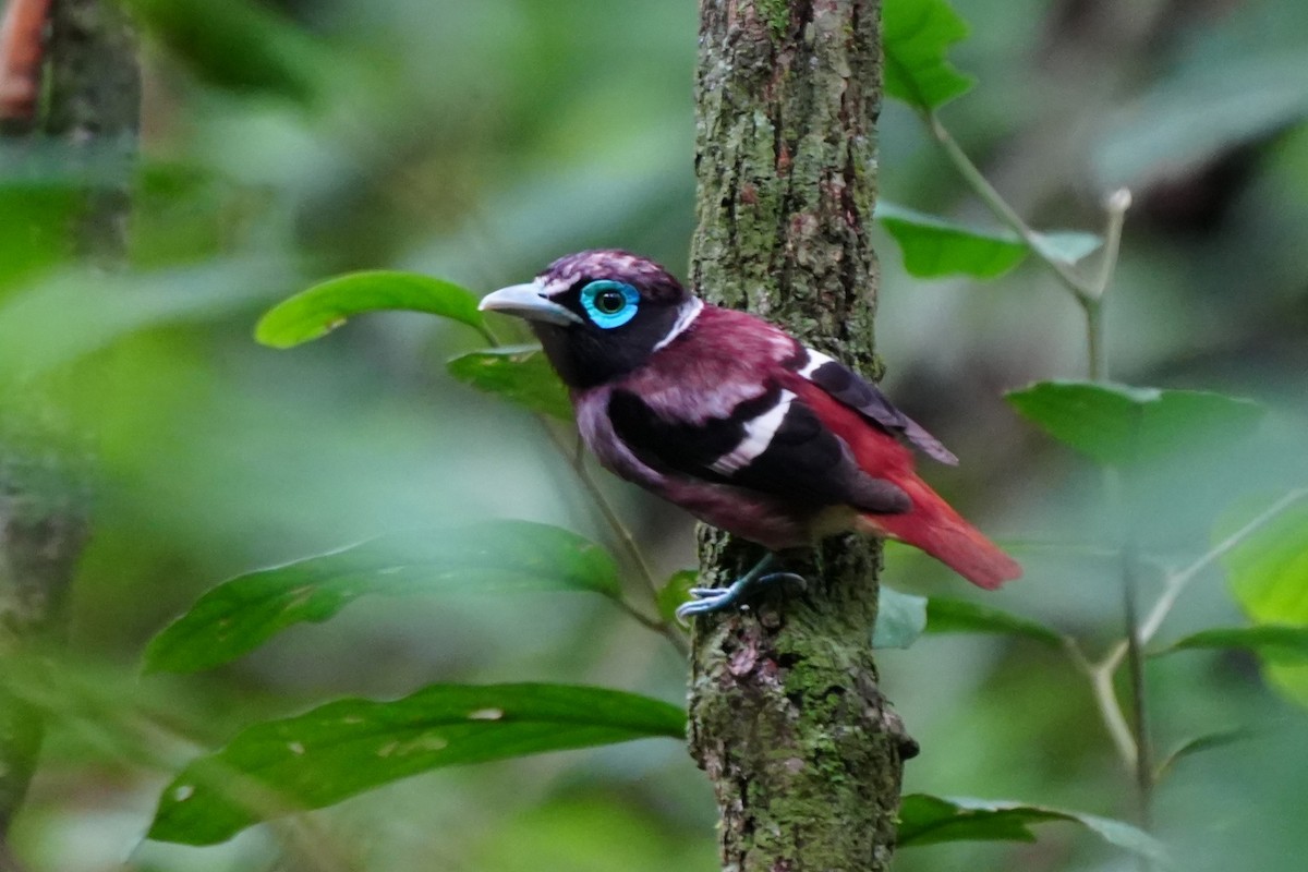Visayan Broadbill - ML638319087