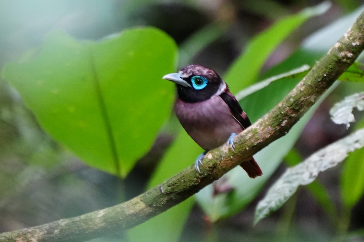 Visayan Broadbill - ML638319089