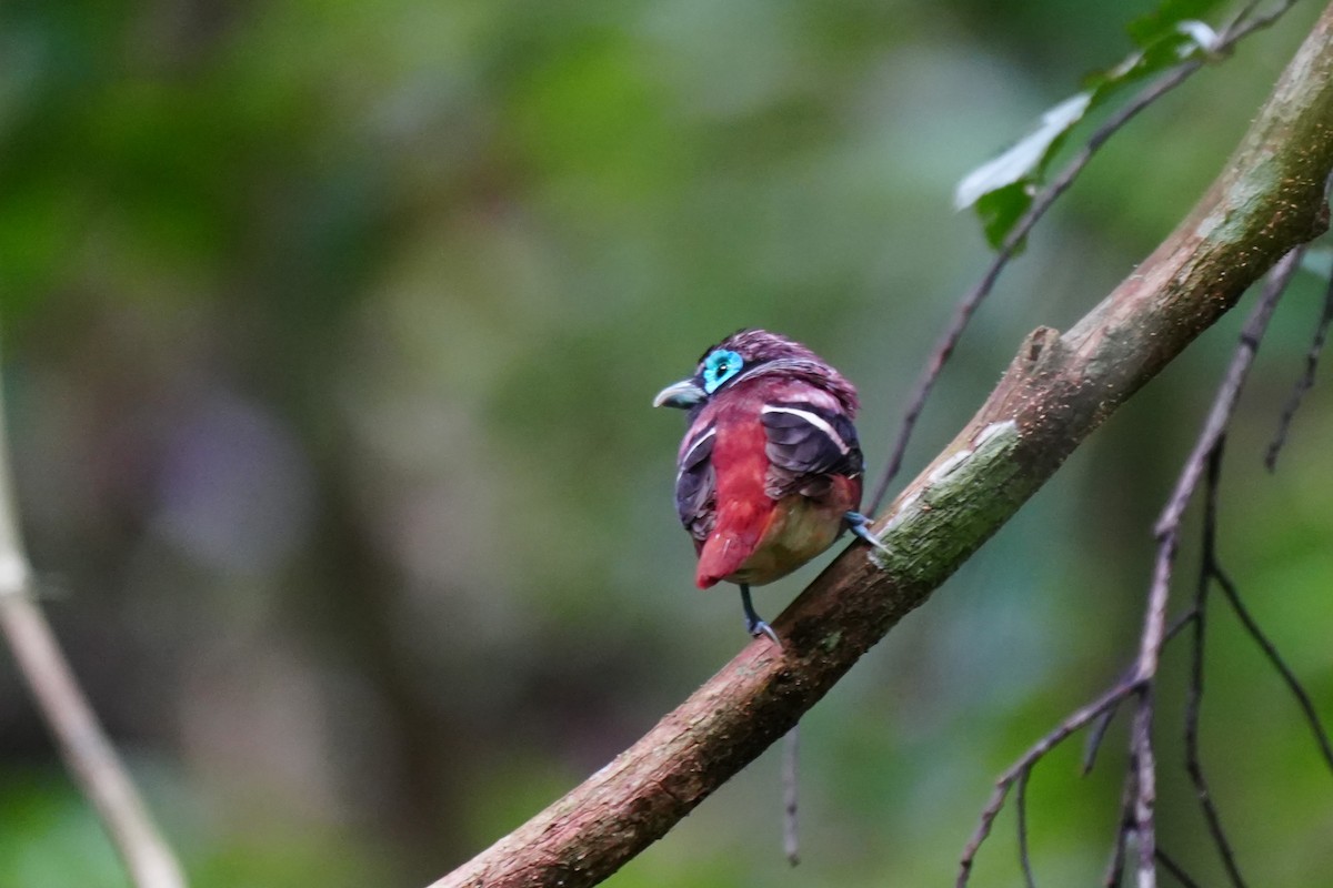 Visayan Broadbill - ML638319090