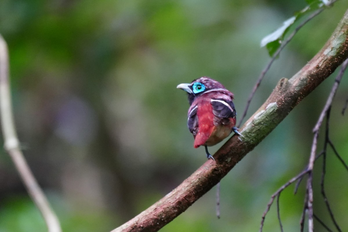 Visayan Broadbill - ML638319091