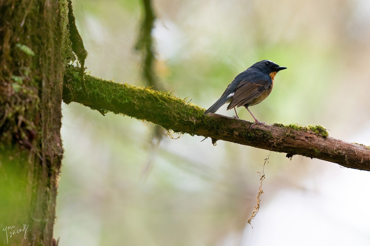 Snowy-browed Flycatcher - ML638319100