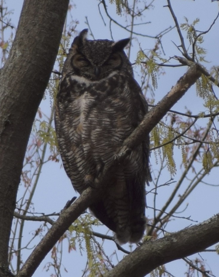 Great Horned Owl - ML638319104
