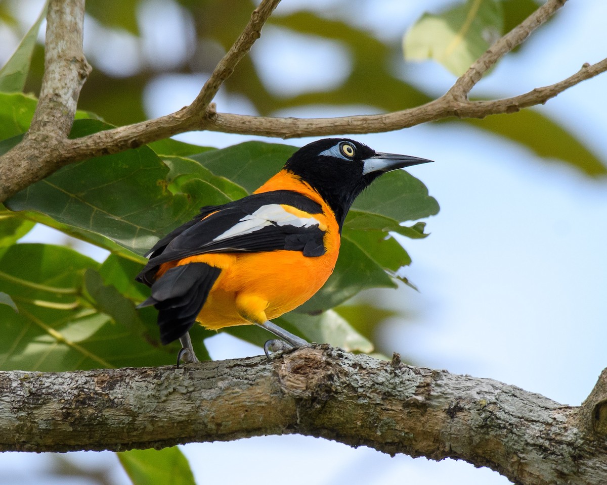 Venezuelan Troupial - ML638319105