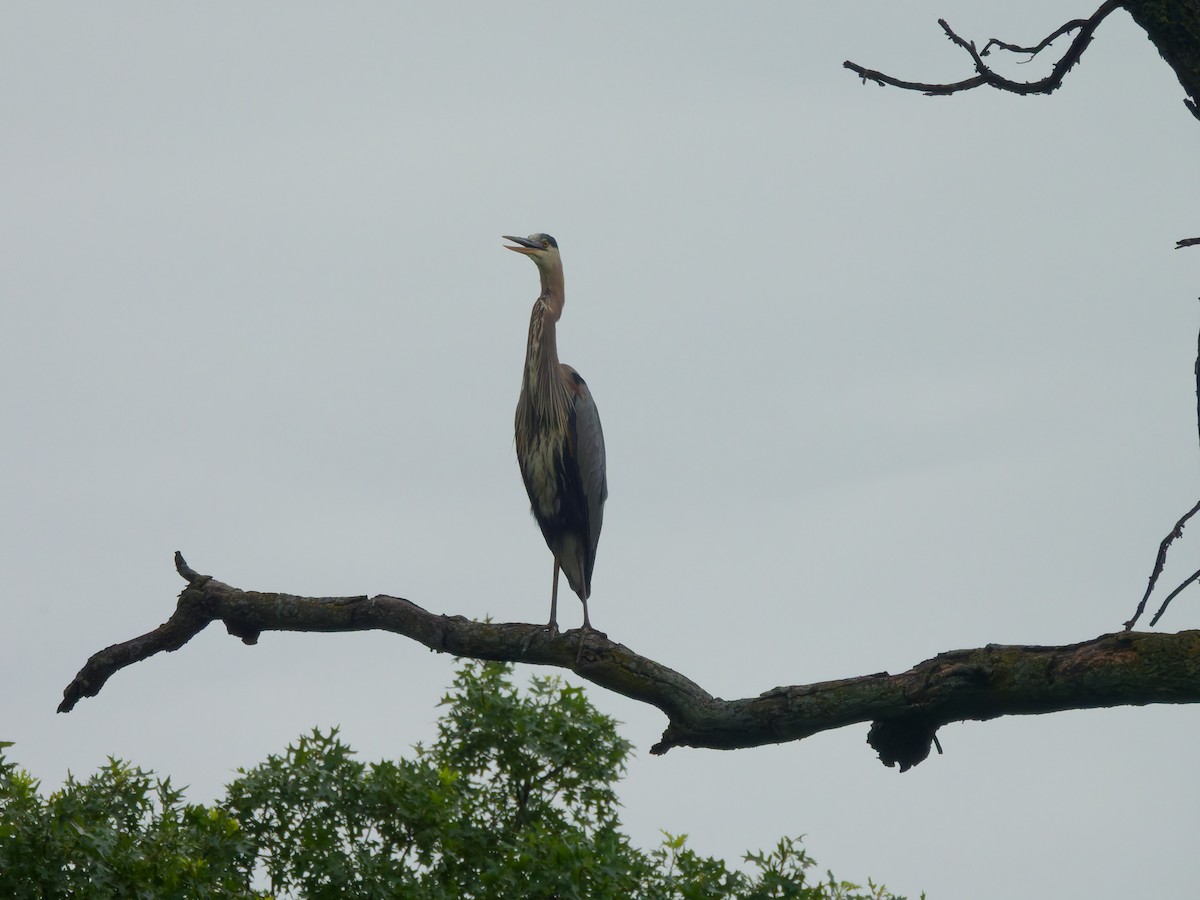 Great Blue Heron - ML638319107