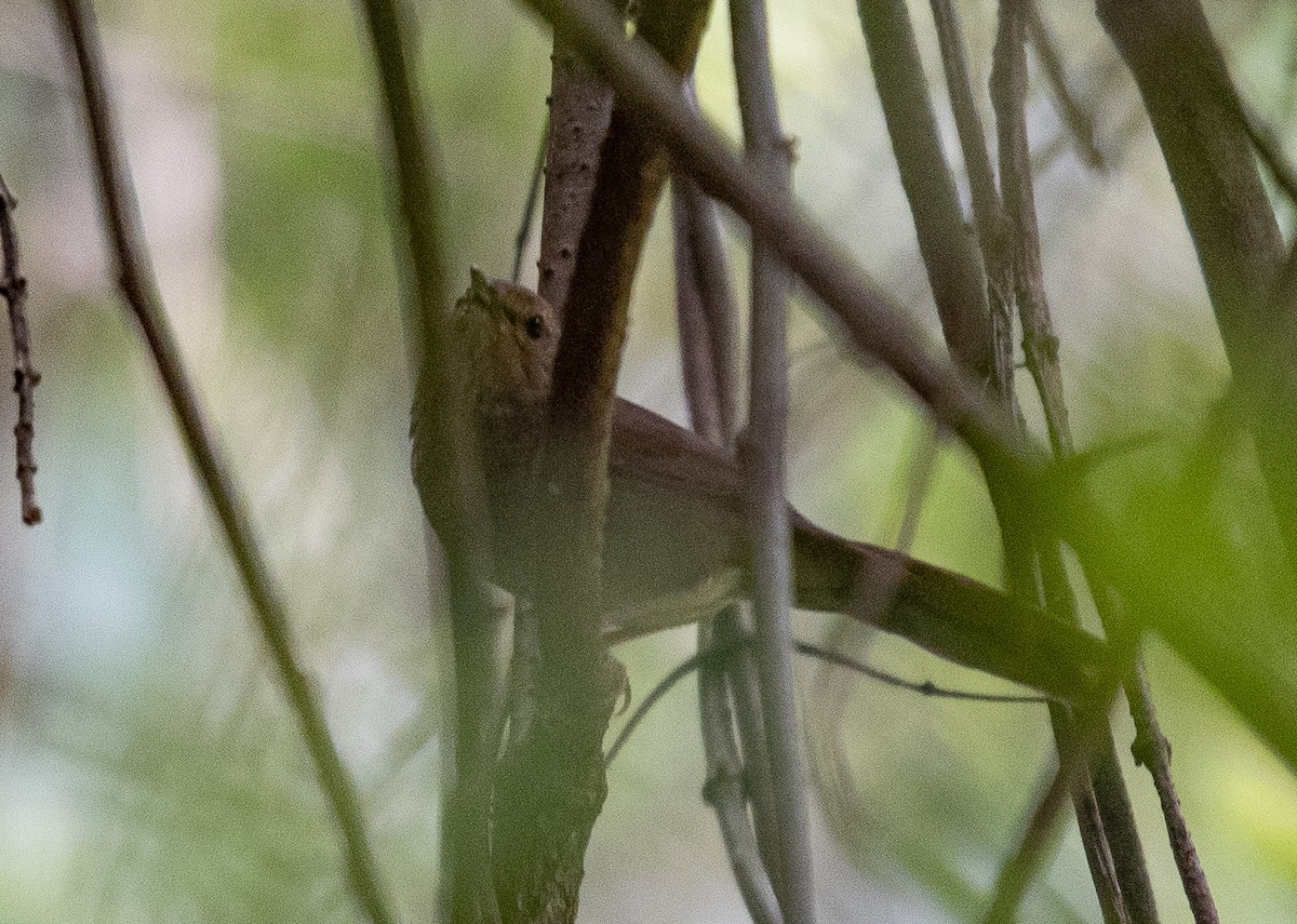 Barratt's Warbler - ML638319110