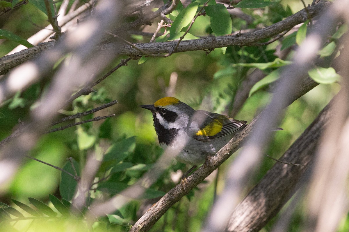 Golden-winged Warbler - ML638319112