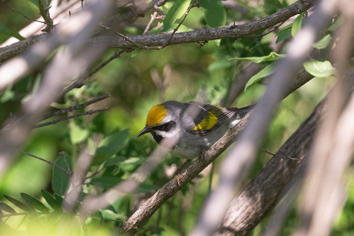 Golden-winged Warbler - ML638319113