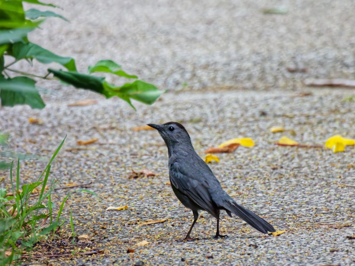 Gray Catbird - ML638319116