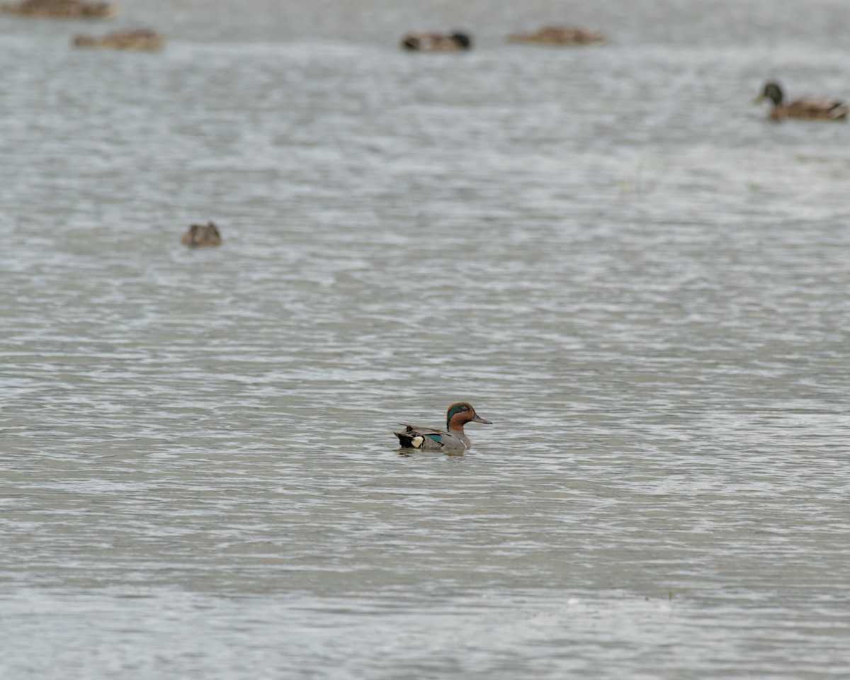 Green-winged Teal - ML638319119