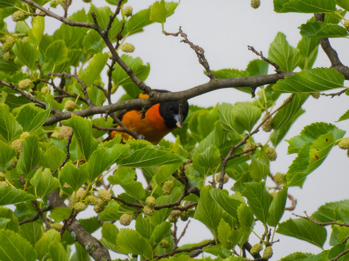 Baltimore Oriole - ML638319125