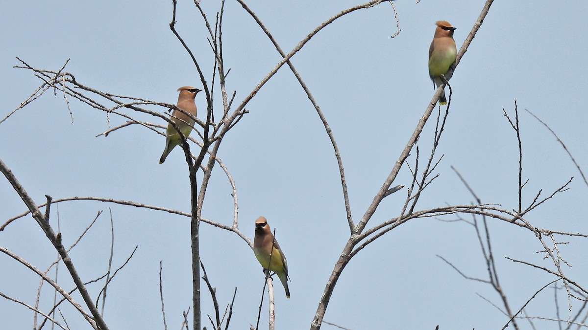 Cedar Waxwing - ML638319135
