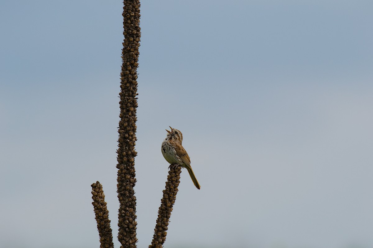 Song Sparrow - ML638319144