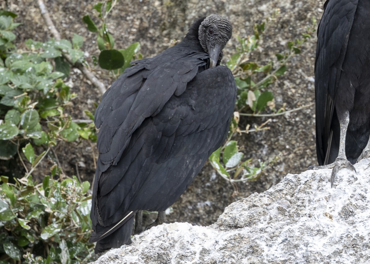 Zopilote Negro - ML638319149