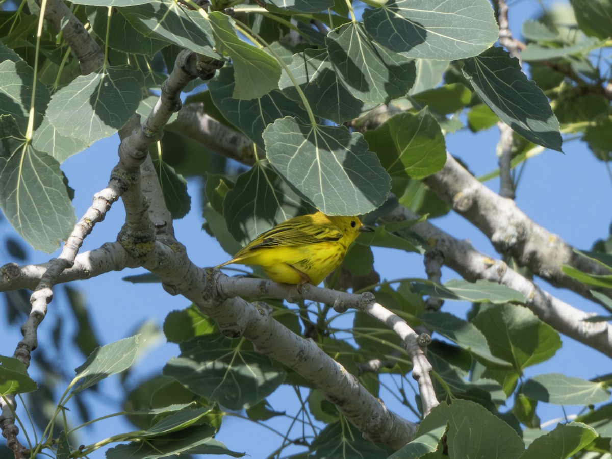 Paruline jaune - ML638319150