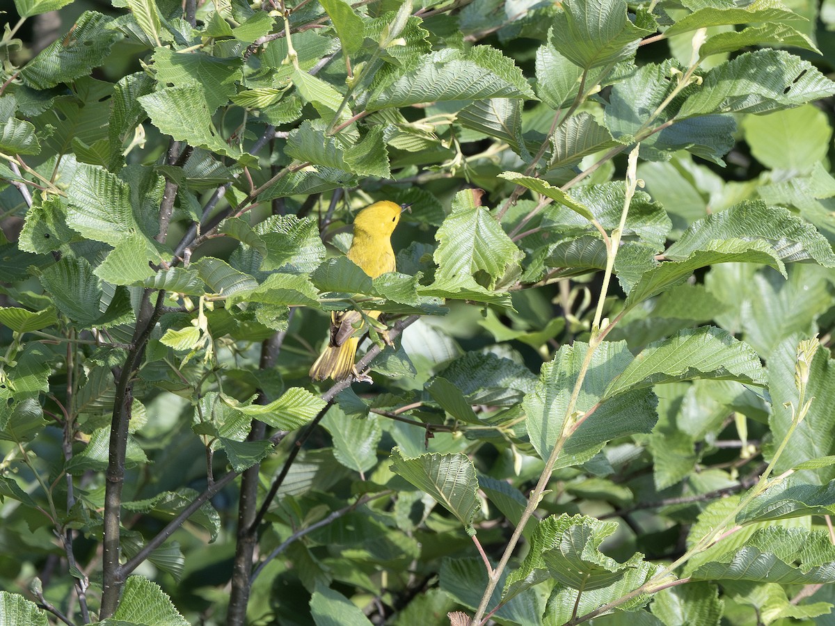 Paruline jaune - ML638319151