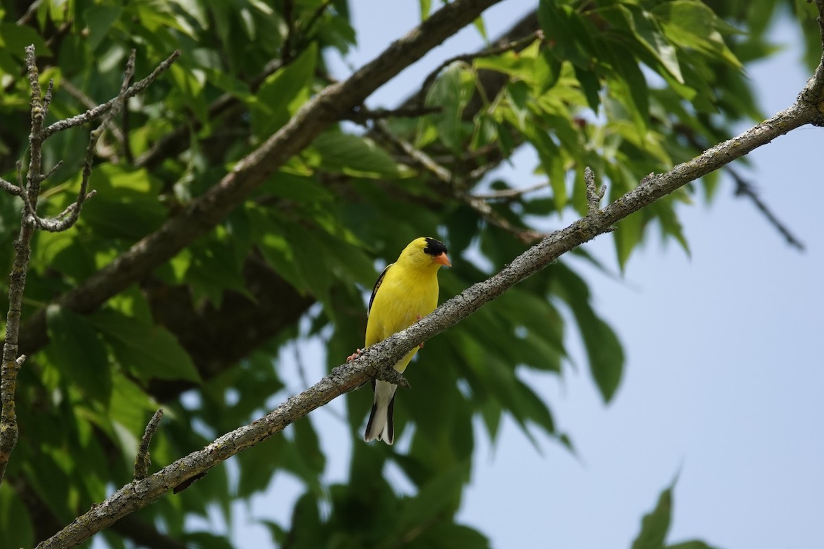 American Goldfinch - ML638319157