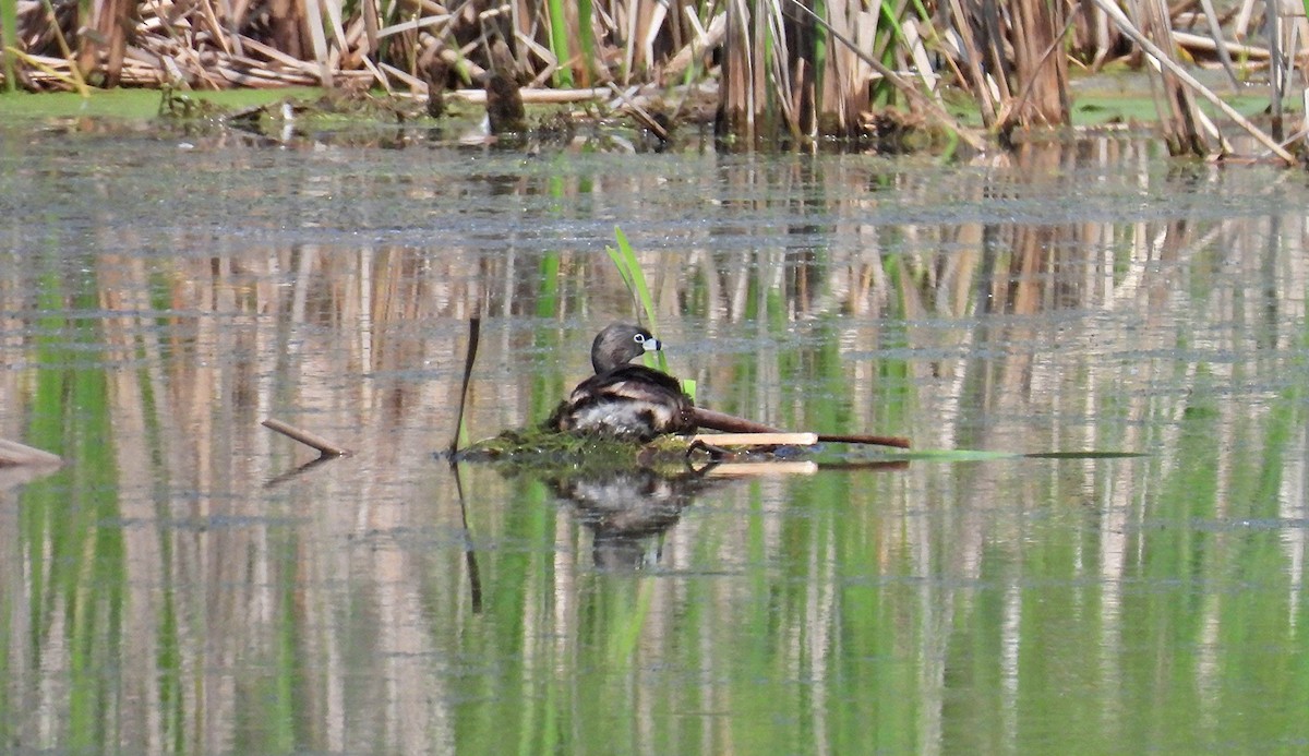 Pied-billed Grebe - ML638319162
