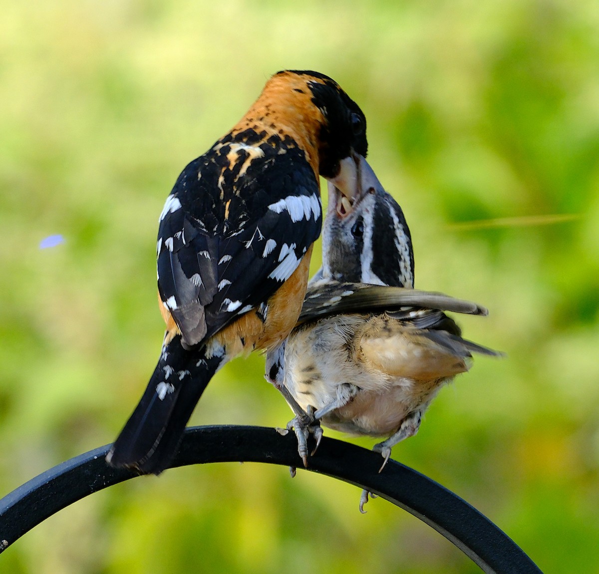 Black-headed Grosbeak - ML638319163