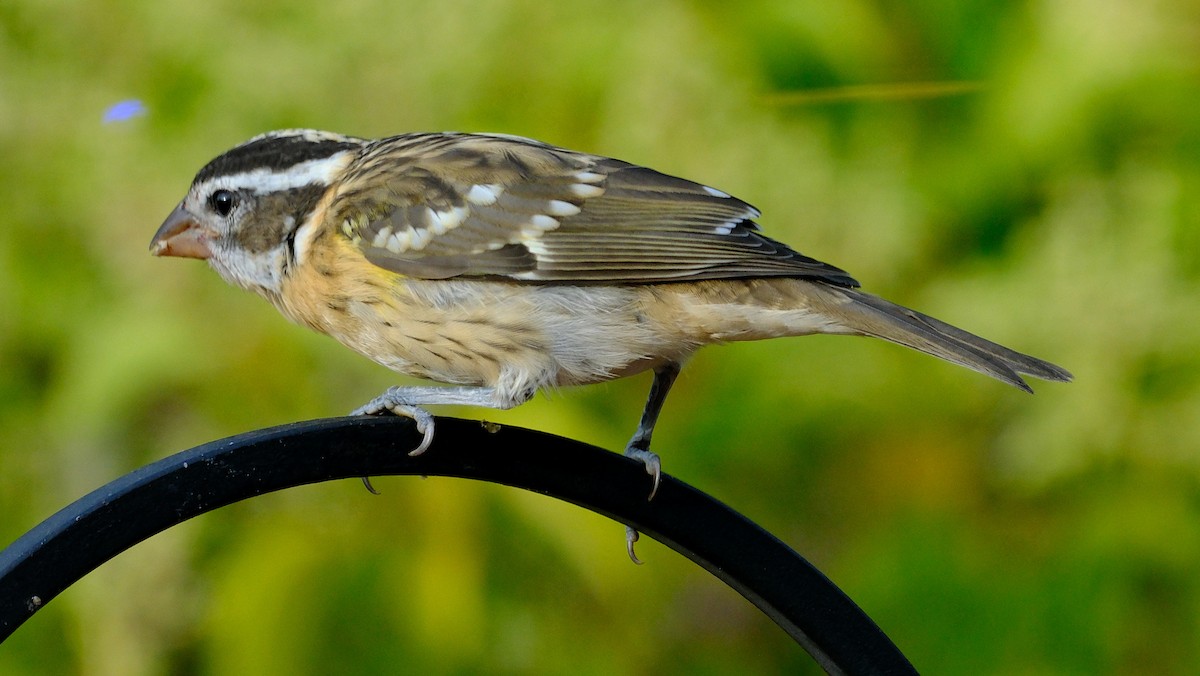 Black-headed Grosbeak - ML638319164
