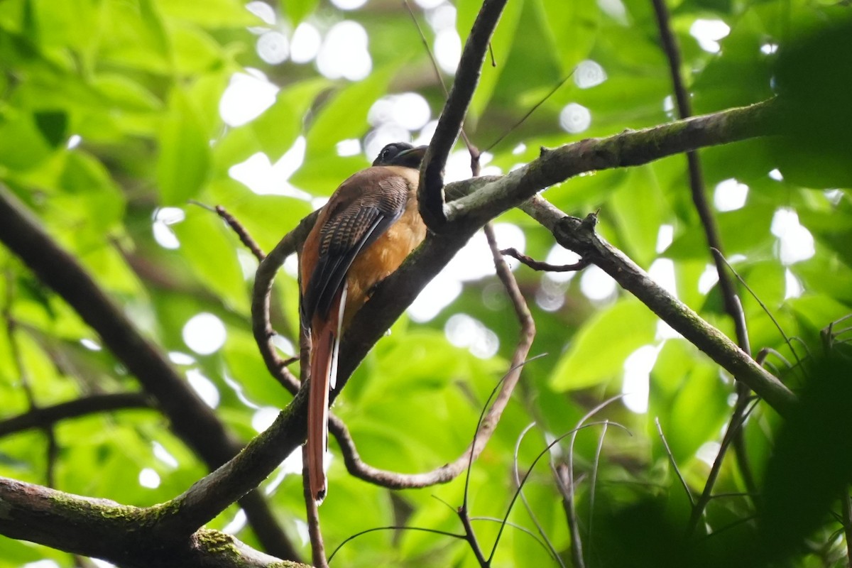 Philippine Trogon - ML638319171
