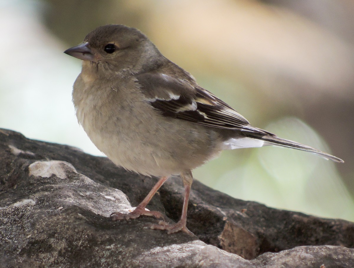 Common Chaffinch - ML638319193