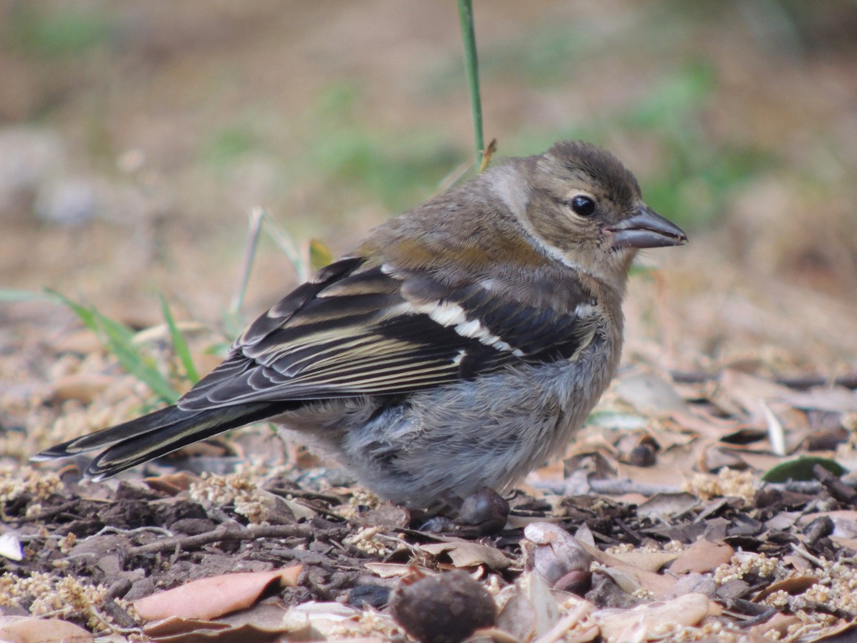 Common Chaffinch - ML638319196