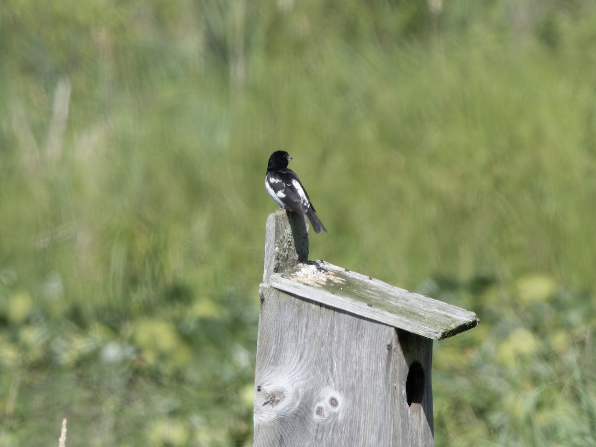 Rose-breasted Grosbeak - ML638319199