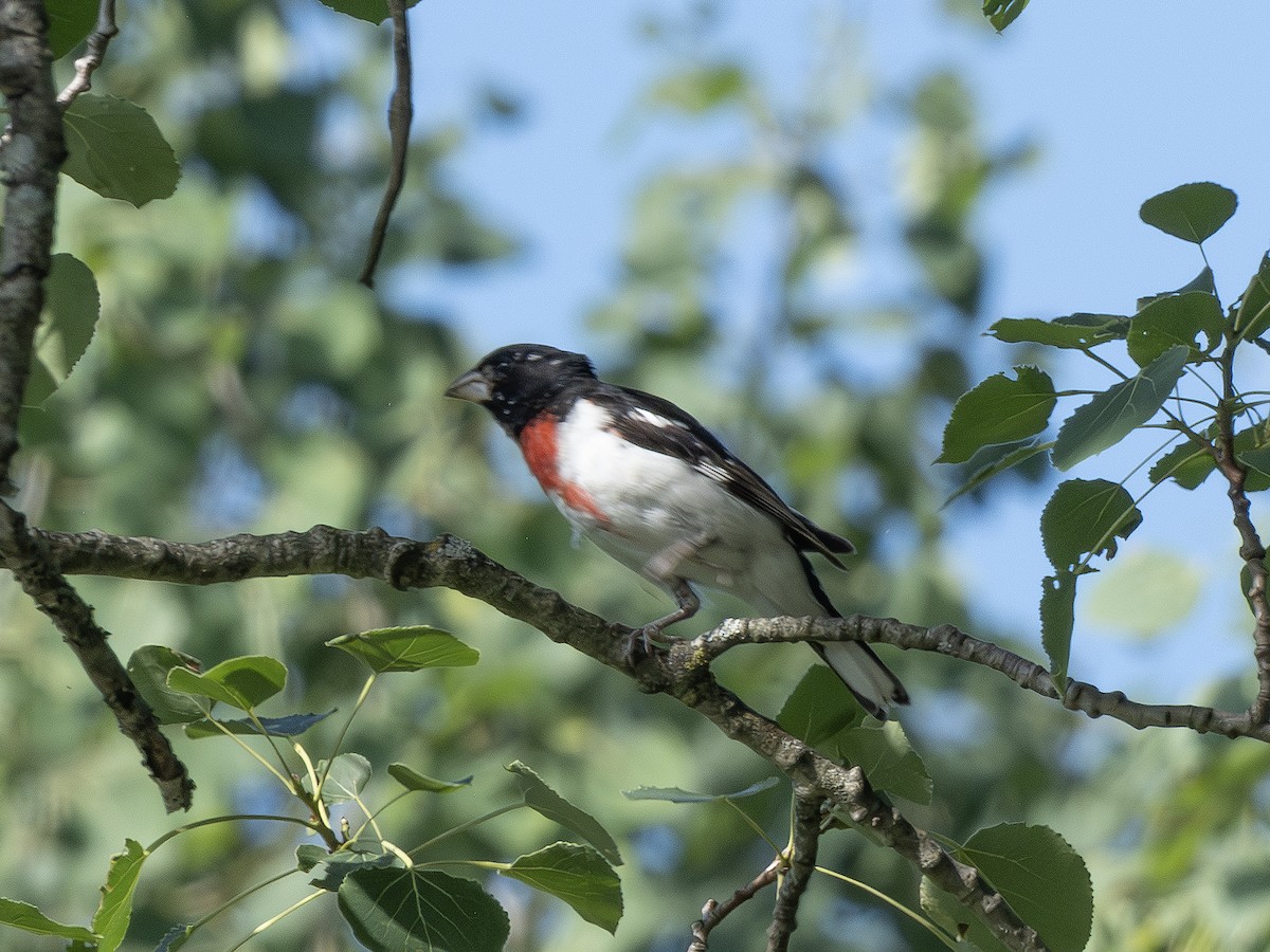 Rose-breasted Grosbeak - ML638319200