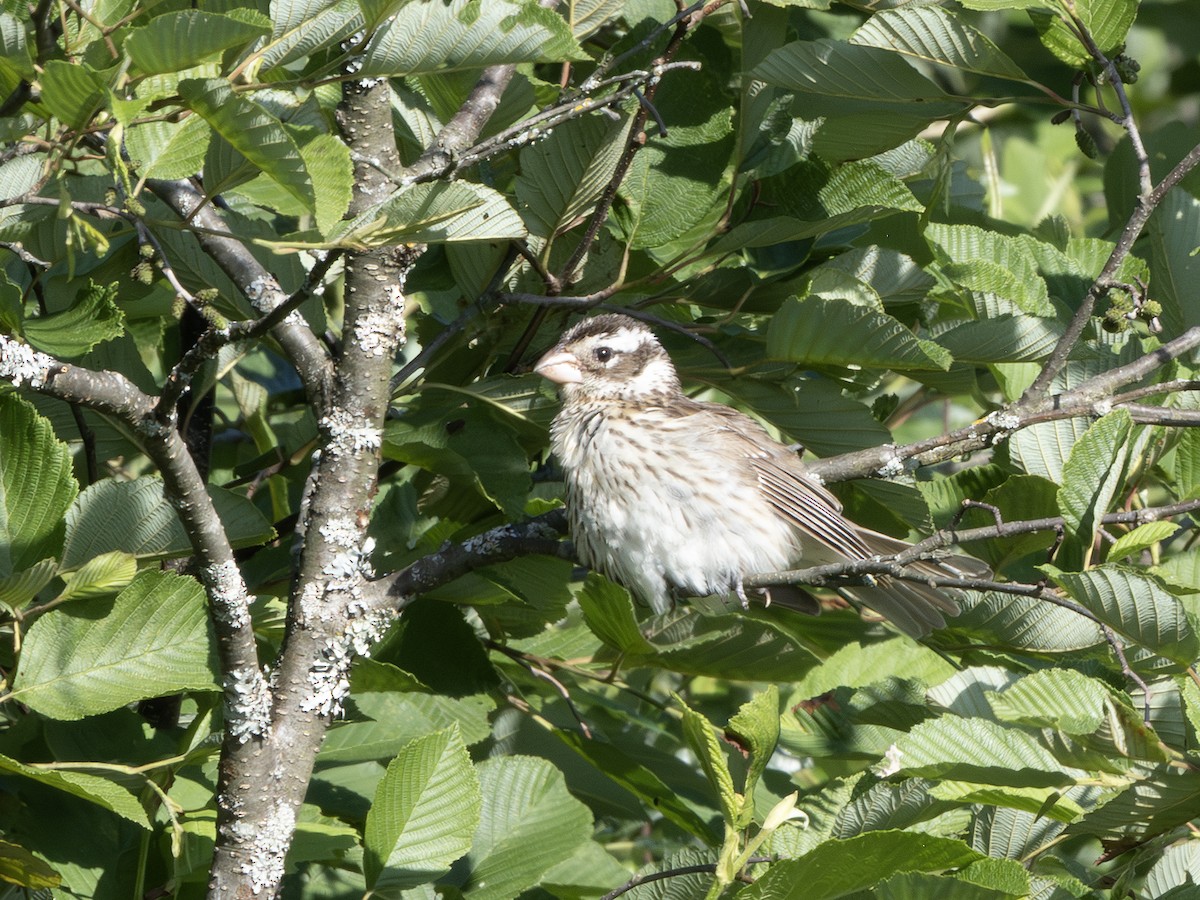 Rose-breasted Grosbeak - ML638319201