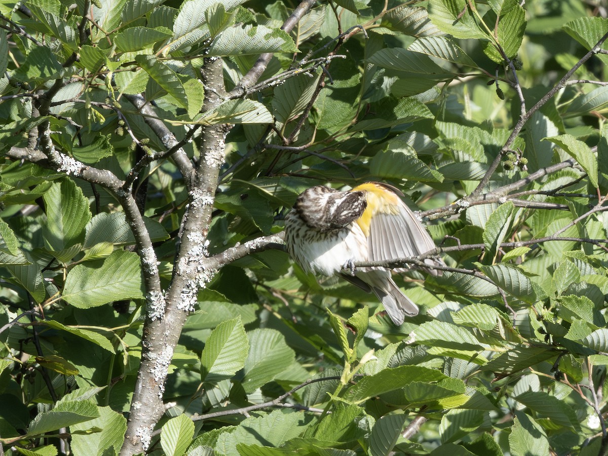 Rose-breasted Grosbeak - ML638319202