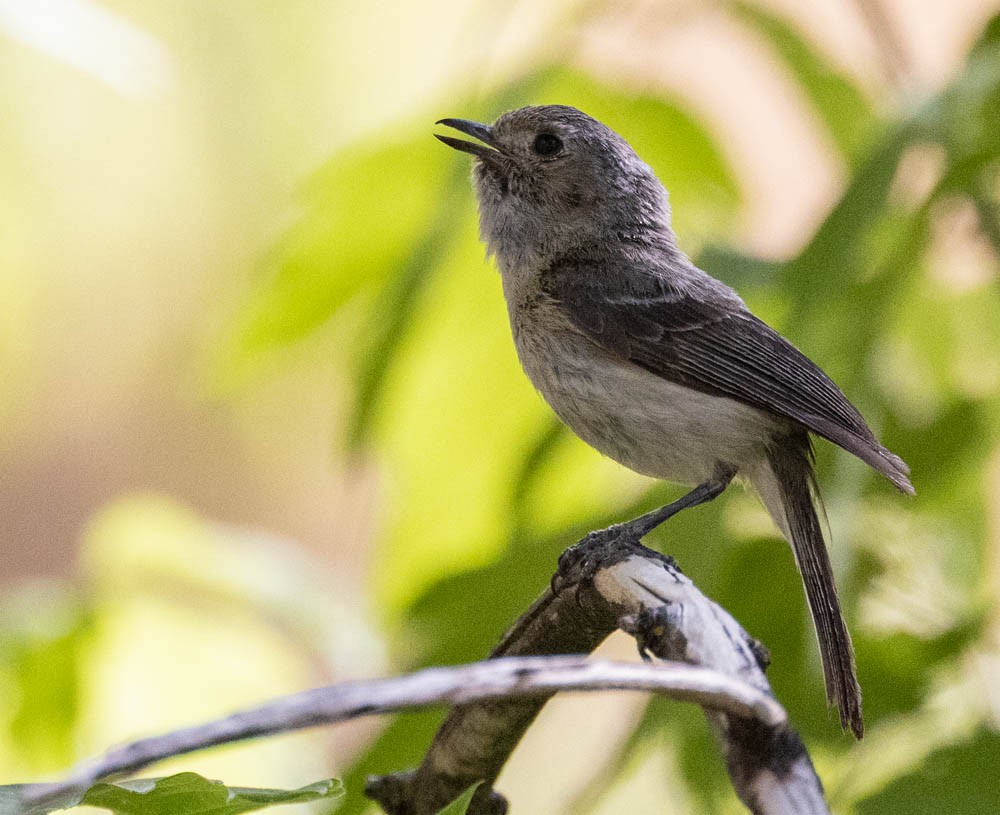 Hutton's Vireo - ML638319213